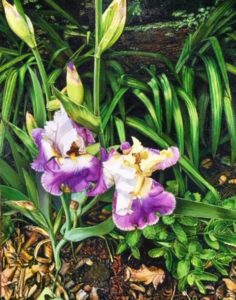 Irises #2, 2019, oil on canvas, 16"x20", $1,200